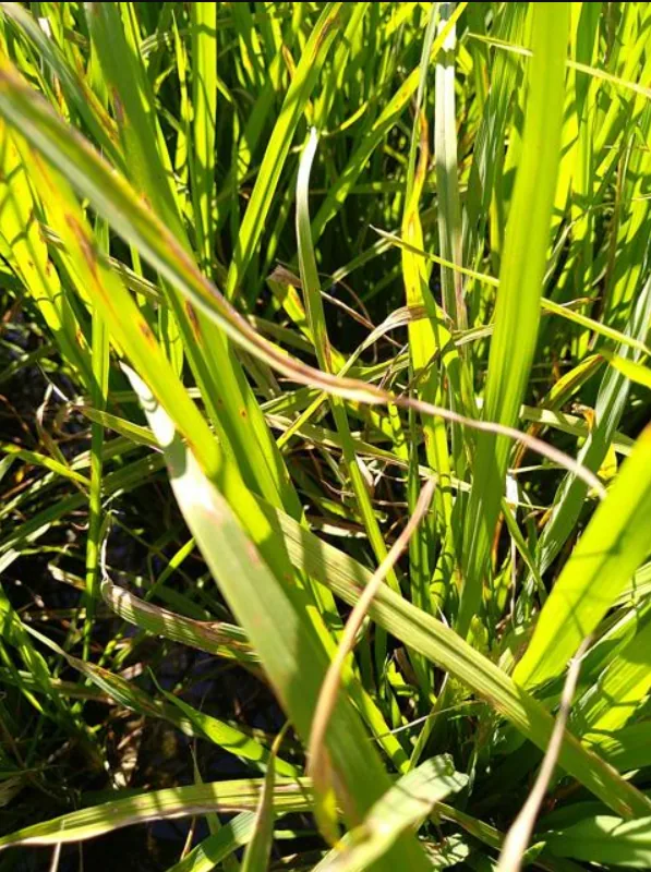 Example input image of rice leaf showing disease symptoms before classification